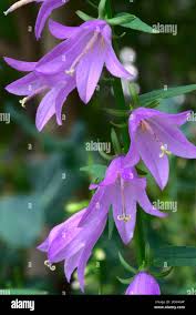 Attēlu rezultāti vaicājumam “Campanula rotundifolia leaf”