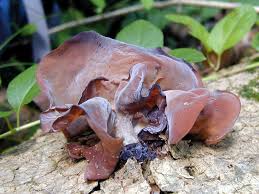 Attēlu rezultāti vaicājumam “Euura acutifoliae”