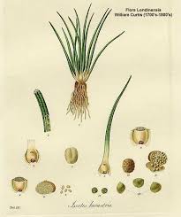 Attēlu rezultāti vaicājumam “Isoetes lacustris leaf”