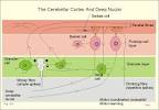 New Human Physiology Ch 4
