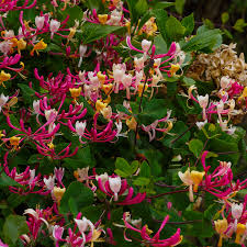 Attēlu rezultāti vaicājumam “Lonicera”