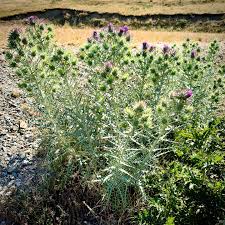 Image result for Ptilostemon afer