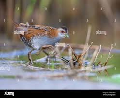 Image result for Porzana pusilla