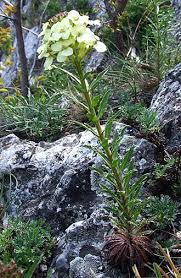 Attēlu rezultāti vaicājumam “Erysimum hieracifolium leaf”