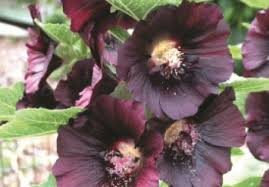 Image result for Alcea rosea nigra