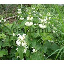 Attēlu rezultāti vaicājumam “Lamium album”