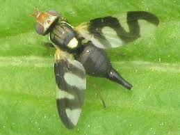 Attēlu rezultāti vaicājumam “Urophora cardui”