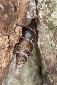 Attēlu rezultāti vaicājumam “Clausiliidae”