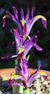 Attēlu rezultāti vaicājumam “Iris rosenbachiana flower”