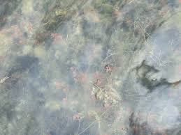 Attēlu rezultāti vaicājumam “Najas minor”