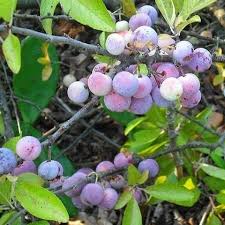 Attēlu rezultāti vaicājumam “Prunus (plum-tree) fruit”