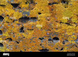 Attēlu rezultāti vaicājumam “Xanthoria candelaria”