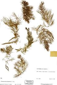 Attēlu rezultāti vaicājumam “Ceratophyllum demersum leaf”