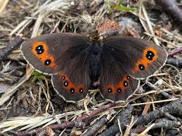 Attēlu rezultāti vaicājumam “Erebia aethiops”