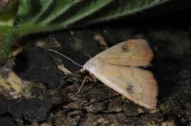 Attēlu rezultāti vaicājumam “Rivula sericealis”