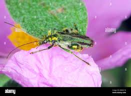 Attēlu rezultāti vaicājumam “Oedemeridae”
