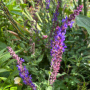 Attēlu rezultāti vaicājumam “Silene x arkwrightii Vesuvius”