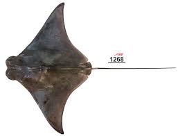 Image result for Rhinoptera brasiliensis