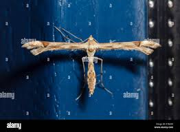 Attēlu rezultāti vaicājumam “Platyptilia sp.”