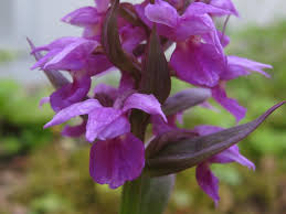 Attēlu rezultāti vaicājumam “Dactylorhiza ochroleuca bud”