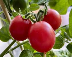 Afbeeldingsresultaat voor black elephant tomato