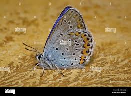 Attēlu rezultāti vaicājumam “Plebejus argyrognomon”
