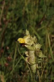 Attēlu rezultāti vaicājumam “Rhinanthus serotinus”