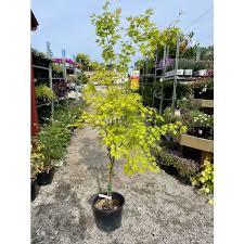 Image result for Acer palmatum `Orange Dream`