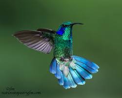 Attēlu rezultāti vaicājumam “Libellula quadrimaculata imago”