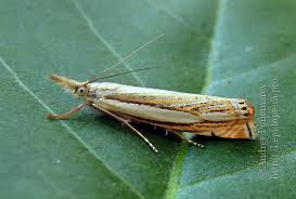 Attēlu rezultāti vaicājumam “Crambus heringiellus”