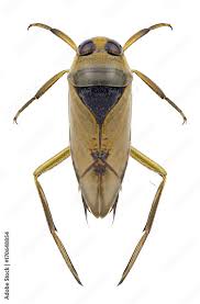 Attēlu rezultāti vaicājumam “Notonecta glauca”