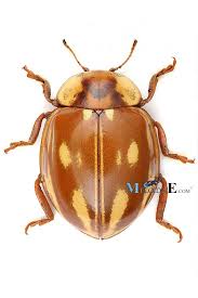 Attēlu rezultāti vaicājumam “Myzia oblongoguttata”