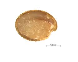 Attēlu rezultāti vaicājumam “Trifolium spadiceum fruit”