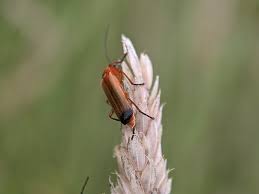Attēlu rezultāti vaicājumam “Rhagonycha fulva”
