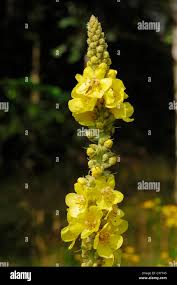 Attēlu rezultāti vaicājumam “Verbascum densiflorum flower”