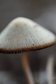 Attēlu rezultāti vaicājumam “Diderma ochraceum young”