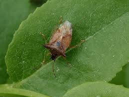 Attēlu rezultāti vaicājumam “Elasmucha ferrugata”