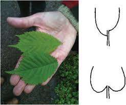 Attēlu rezultāti vaicājumam “Ulmus glabra leaf”