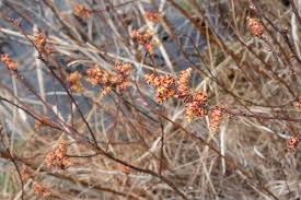 Attēlu rezultāti vaicājumam “Myrica gale bud”