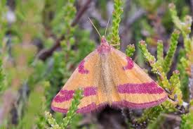 Attēlu rezultāti vaicājumam “Lythria cruentaria”