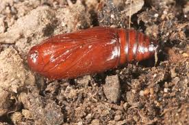 Attēlu rezultāti vaicājumam “Cryptocala chardinyi”