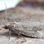 Attēlu rezultāti vaicājumam “Epiblema grandaevana”