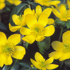 Attēlu rezultāti vaicājumam “Eranthis hyemalis flower”