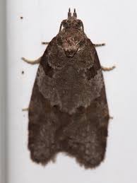 Attēlu rezultāti vaicājumam “Eana incanana”