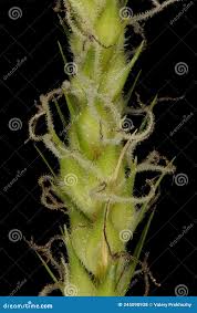 Attēlu rezultāti vaicājumam “Carex hirta female flower”