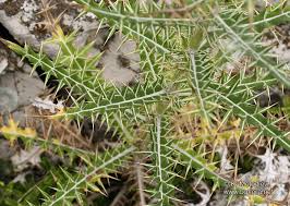 Image result for Ptilostemon afer