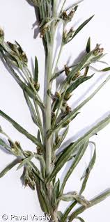 Attēlu rezultāti vaicājumam “Gnaphalium sylvaticum”