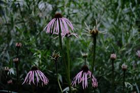 Image result for Echinacea pallida
