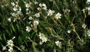 Attēlu rezultāti vaicājumam “Cerastium arvense leaf”