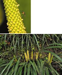 Attēlu rezultāti vaicājumam “Acoraceae”